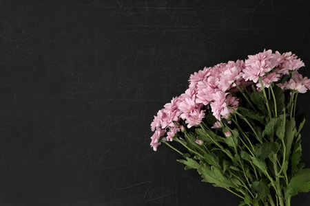 Beautiful pink flowers on blackboard, flat lay with space for text. Happy Teacher's Dayの写真素材