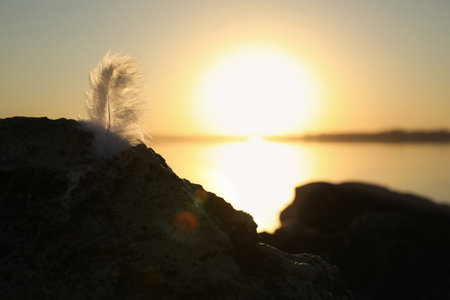 Feather at beach on sunset, closeup. Healing conceptの写真素材