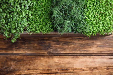 Fresh organic microgreens on wooden table, top view. Space for textの写真素材