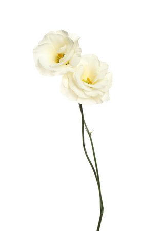 Beautiful fresh Eustoma flowers isolated on whiteの写真素材