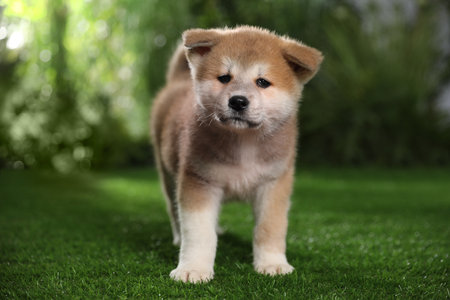 Adorable Akita Inu puppy on green grass outdoorsの写真素材