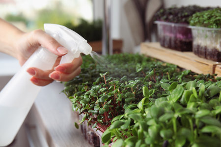 Woman spraying microgreens with water, closeup viewの写真素材