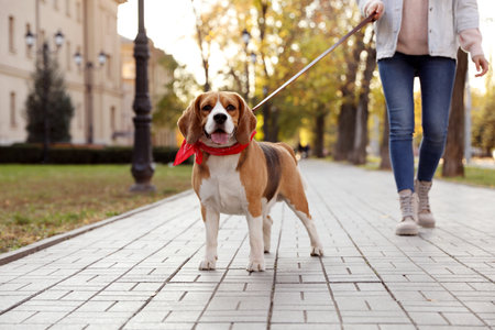 Woman walking her cute Beagle dog in autumn park, closeupの写真素材