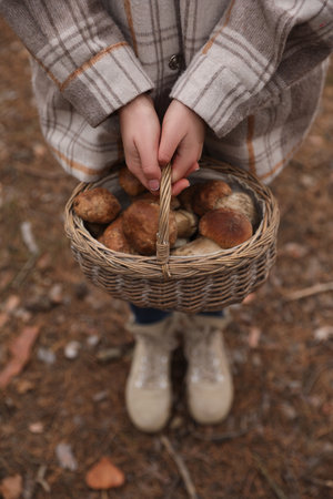Woman with basket full of wild mushrooms in autumn forest, closeupの写真素材
