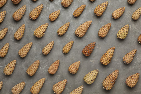 Flat lay composition with pinecones on gray backgroundの写真素材
