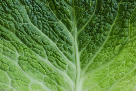 Leaf of fresh savoy cabbage as background, closeupの写真素材