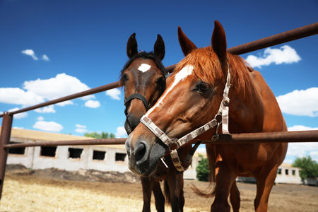 Chestnut horses at fence outdoors on sunny day, closeup. Beautiful petの写真素材