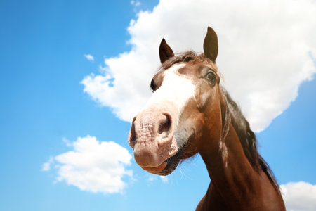 Chestnut horse at fence outdoors on sunny day, closeup. Beautiful petの写真素材
