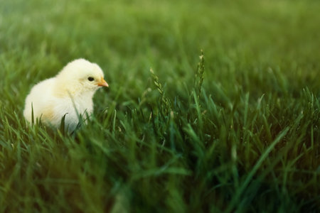 Cute fluffy baby chicken on green grass outdoors. farm animalsの写真素材