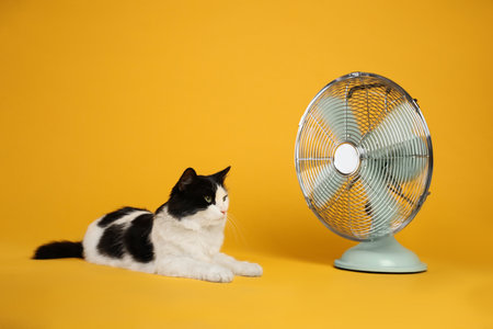 Cute fluffy cat enjoying air flow from fan on yellow background. summer heatの素材 [FY310200422478]