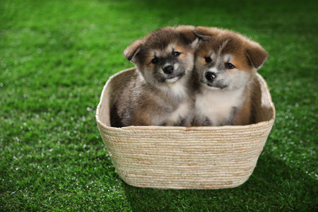 Cute Akita Inu puppies in basket on green grass outdoorsの写真素材