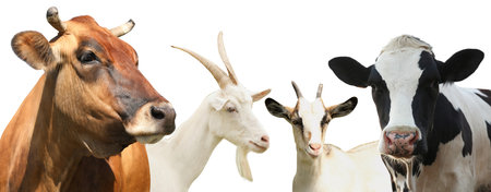 Set with cute cows and goats on white background, banner design. animal husbandryの写真素材