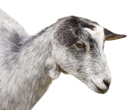 Cute goatling on white background. animal husbandryの写真素材