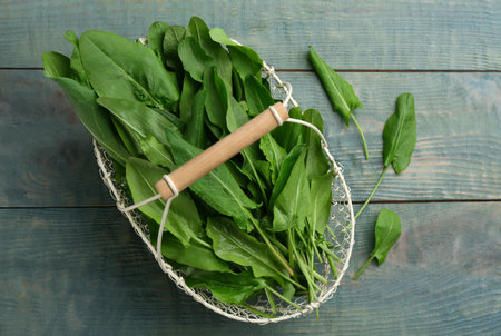 Fresh green sorrel leaves in basket on light blue wooden table, flat layの写真素材