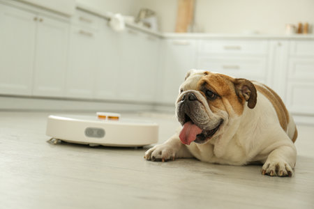 Robotic vacuum cleaner and adorable dog on floor in kitchenの写真素材