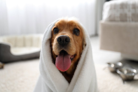 Cute English Cocker Spaniel wrapped in towel indoors. pet friendly hotelの写真素材