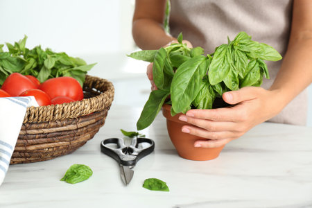 Woman picking fresh basil at white table in kitchen, closeupの写真素材