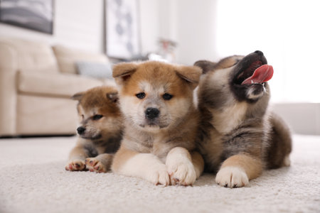 Adorable Akita Inu puppies on carpet indoorsの写真素材
