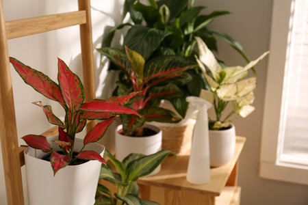 Exotic houseplants with beautiful leaves and decorative ladder near light wall indoorsの写真素材