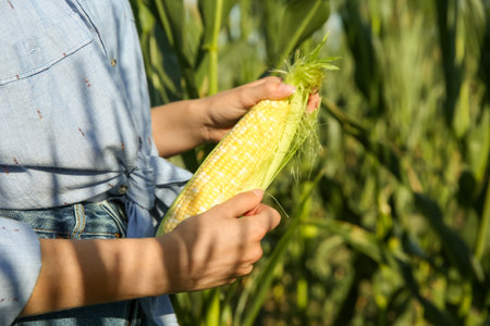 Woman with corn cob in field, closeupの写真素材