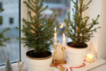 Small potted fir trees and Christmas decor on window sill indoorsの写真素材