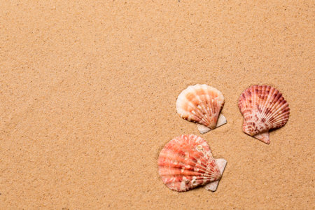 Beautiful seashells on beach sand, flat lay with space for text. Summer vacationの写真素材