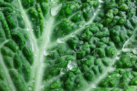 Leaf of fresh savoy cabbage as background, closeupの写真素材