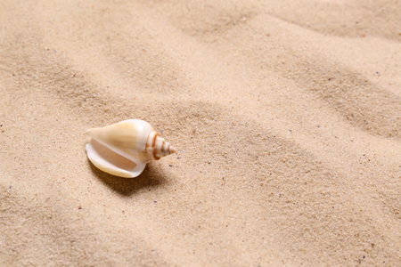 Beautiful seashell on beach sand, space for text. Summer vacationの写真素材