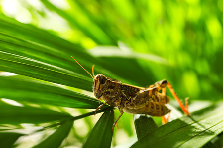 Common grasshopper on green leaf outdoors. Wild insectの写真素材