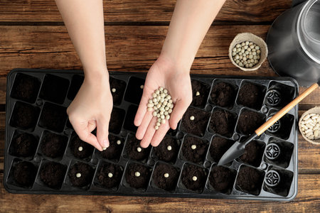 Woman planting soybeans into fertile soil at wooden table, closeup. Vegetable seedsの写真素材