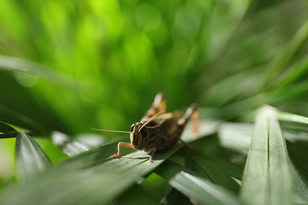 Common grasshopper on green leaf outdoors. Wild insectの写真素材