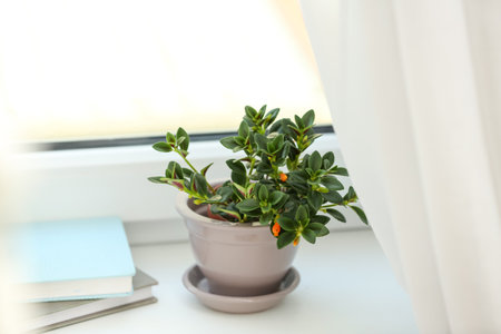 Beautiful potted Goldfish plant on windowsill indoorsの写真素材