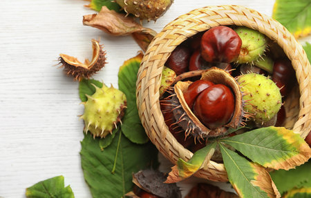 Horse chestnuts in wicker basket on white wooden table, flat layの写真素材
