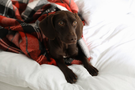 Adorable dog under plaid on bed at homeの写真素材