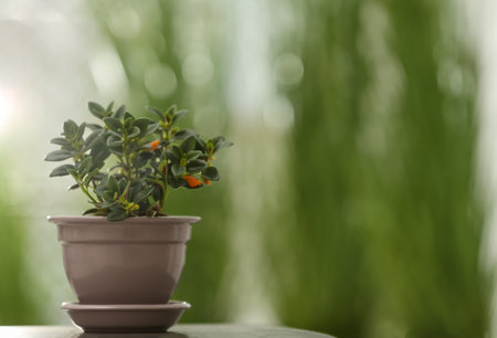 Beautiful potted Goldfish plant on table. Space for textの写真素材