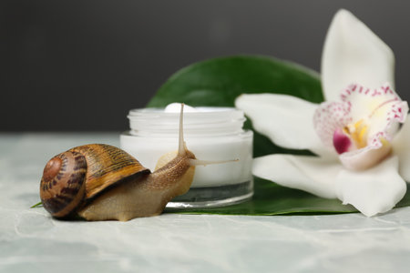 Snail, cream and orchid flower on light grey table, closeupの写真素材