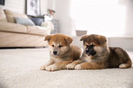 Adorable Akita Inu puppies on carpet indoorsの写真素材