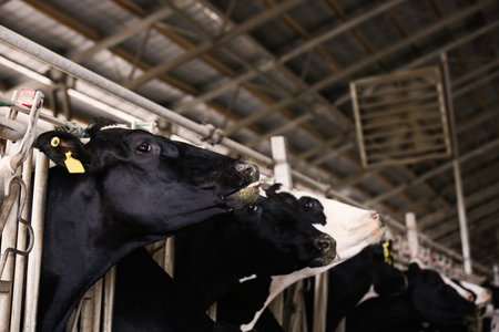 Pretty cows near fence on farm, closeup. animal husbandryの写真素材