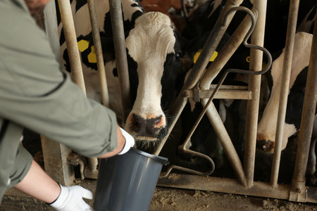 Worker feeding cow on farm, closeup. animal husbandryの写真素材
