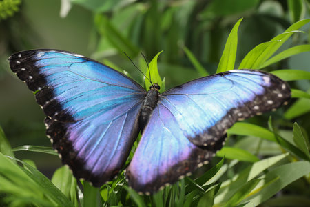 Beautiful common morpho butterfly on green plant in garden