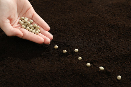 Woman planting soybeans into fertile soil, closeup. vegetable seeds