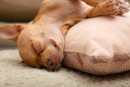 Chihuahua dog sleeping on pillow at home, closeup. Adorable petの写真素材