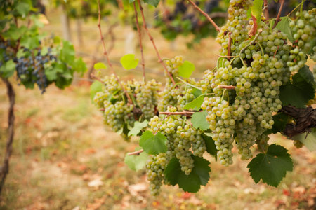 Bunch of ripe juicy grapes on branch in vineyard