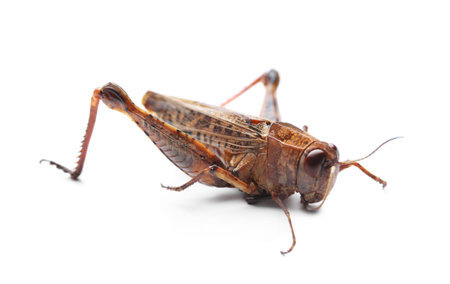 Brown grasshopper isolated on white. wild insectの写真素材