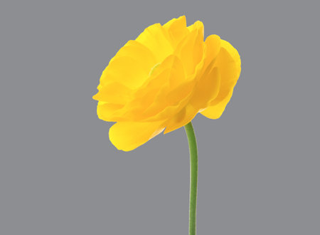 Color of the year 2021. Beautiful yellow ranunculus flower on gray background