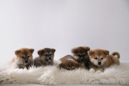 Adorable Akita Inu puppies on fuzzy rug against light background. Space for textの写真素材