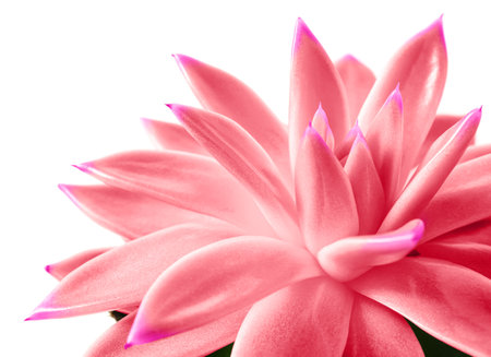 Beautiful succulent plant on white background, closeupの写真素材