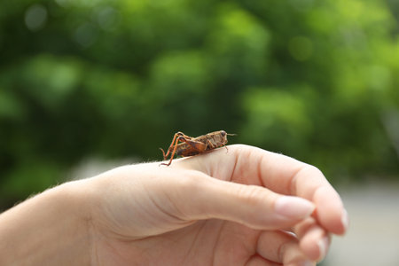 Woman with brown grasshopper outdoors, closeup viewの写真素材