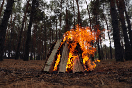 Beautiful bonfire with burning firewood in forestの写真素材