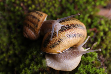 Common garden snails crawling on green moss, closeupの写真素材